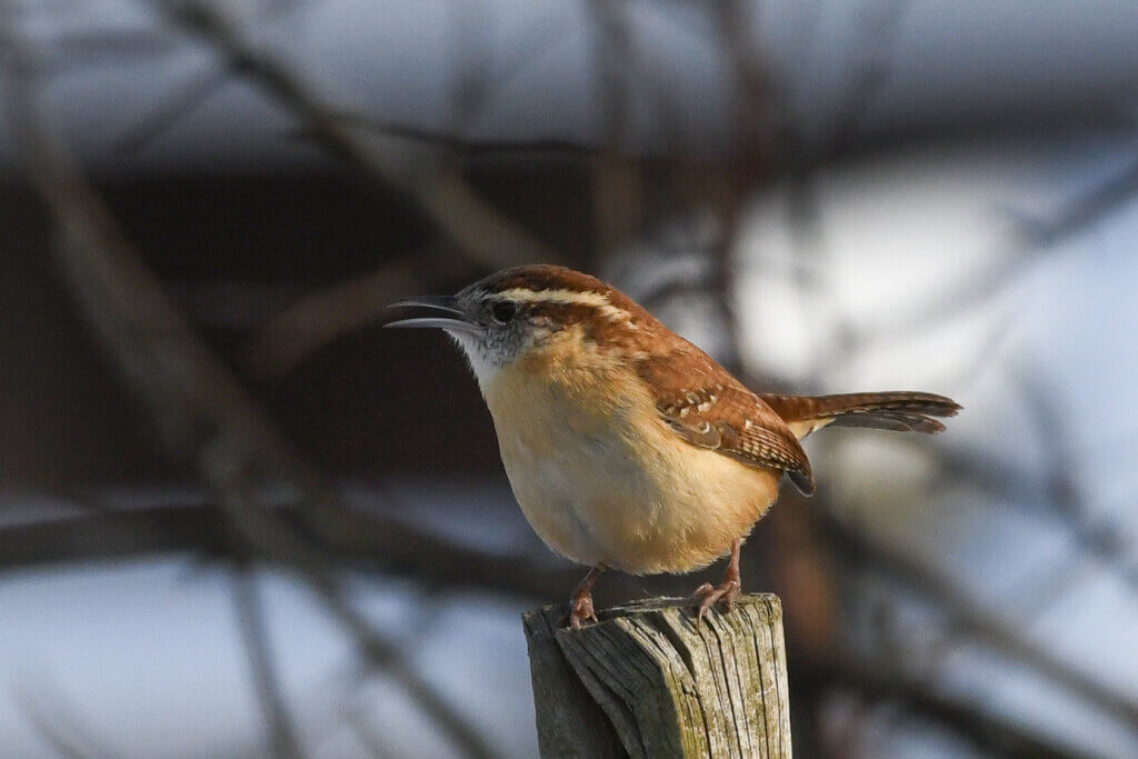 A Carolina wren at Scimone Farm. Photo by Cris Van Dyke