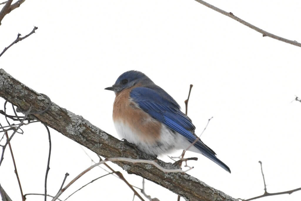 An American bluebird at Scimone Farm. Photo by Cris Van Dyke