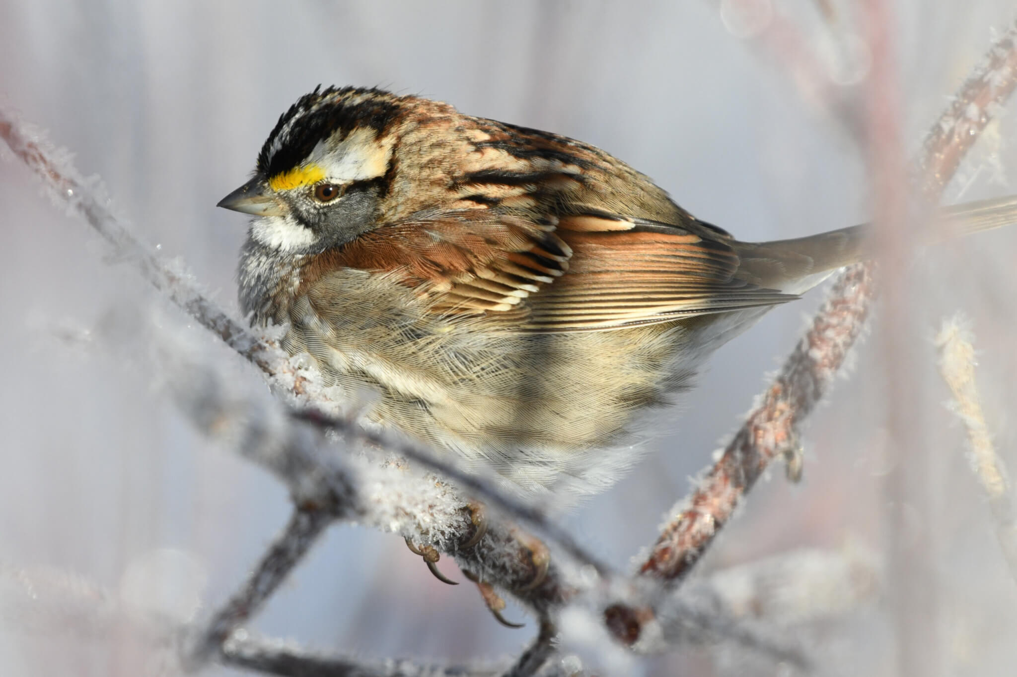 A white-throated sparrow found in Great Meadows National Wildlife Refuge. Photo by Cris Van Dyke
