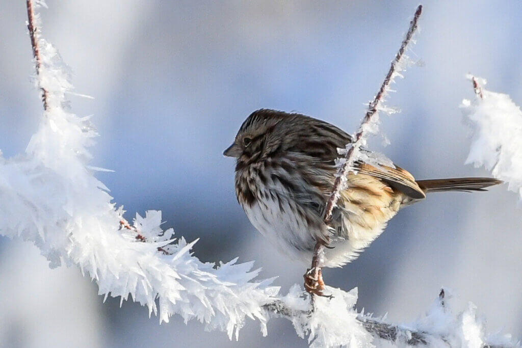 A song sparrow on an icy branch at the Great Meadows National Wildlife Refuge. Photo by Cris Van Dyke