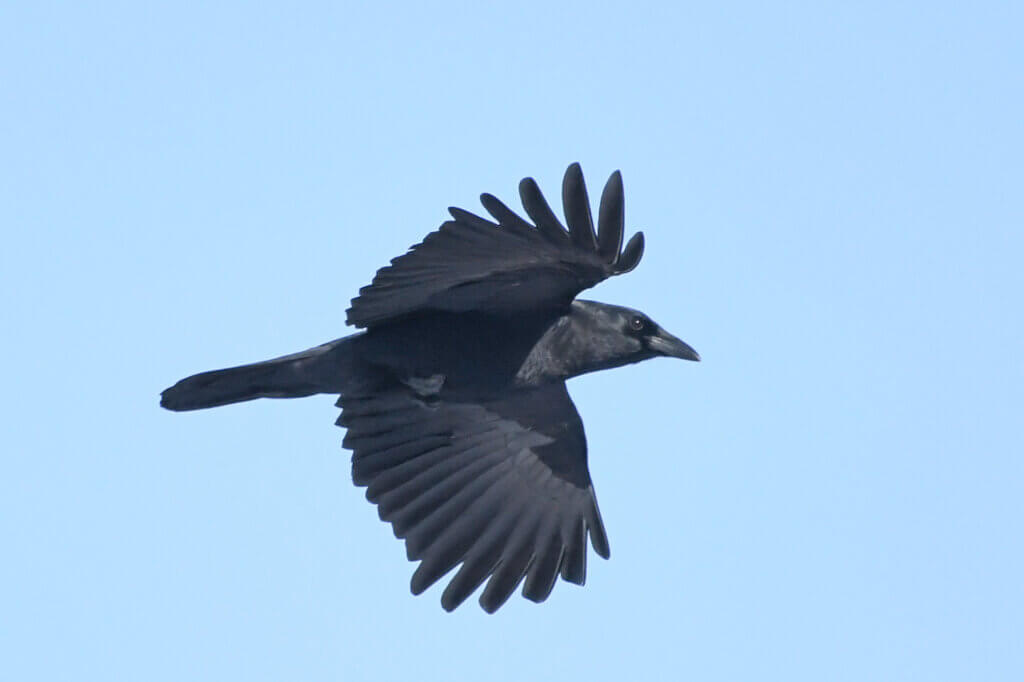 An American crow flying over Scimone Farm — one of only two crows spotted that day. Photo by Cris Van Dyke