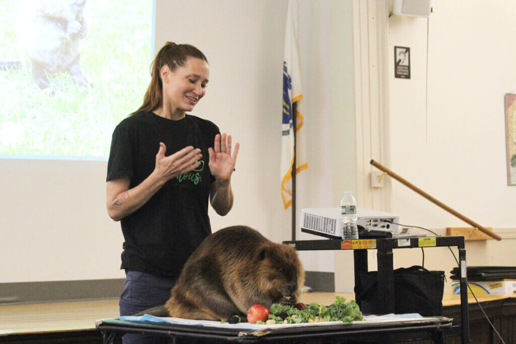 Newhouse Wildlife Rescue founder Jane Newhouse speaks while Nibi the beaver enjoys snacks. Nibi tips the scales at about 35 pounds. Photo: Dakota Antelman/The Acton Bridge