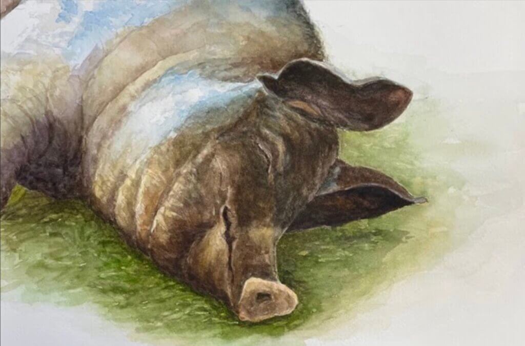 A portrait of a sleeping pig at Drumlin Farm, capturing what McWilliams said was the animal’s quiet dignity and contentment while leaving much of the white paper untouched. Courtesy photo