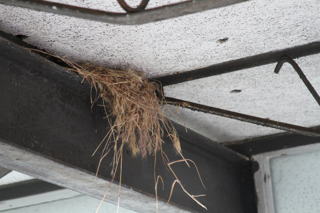 School officials have been trying to dissuade birds from building nests along a covered walkway in the preschool section of the Ripley Administrative Building. Photo: Dakota Antelman/The Acton Bridge