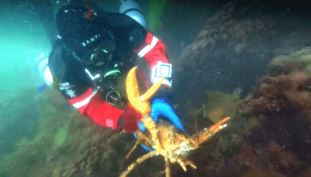 Liam McCarthy under the water off Gloucester’s coast. Courtesy photo