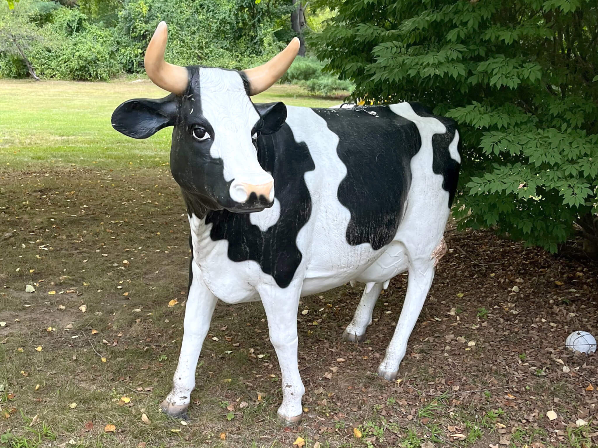 The Reasons to be Cheerful cow has retired to the Rosenfield family home in Wayland. Courtesy photo