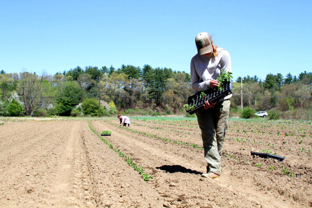 Barrett’s Mill Farm co-owner Lise Holdorf transplants a kale crop from a handheld tray. Photo: Dakota Antelman/The Acton Bridge