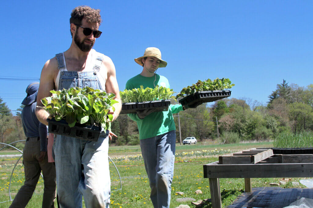 Barrett’s Mill Farm worker David London, left, helps organize a tray of plants early in this year’s farming season. Photo: Dakota Antelman/The Acton Bridge
