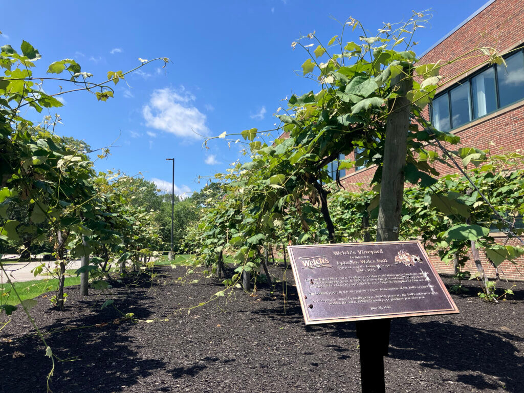 The Welch’s logo adorns a plaque beside a small vineyard at 300 Baker Avenue. Photo: Dakota Antelman/The Acton Bridge