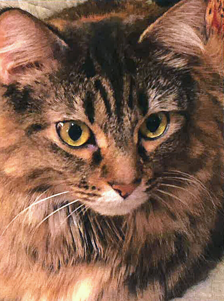 Cottage Lane resident Nancy Allam is hoping to find her missing cat, Kiki, after a fire destroyed their home late last week. Courtesy photo