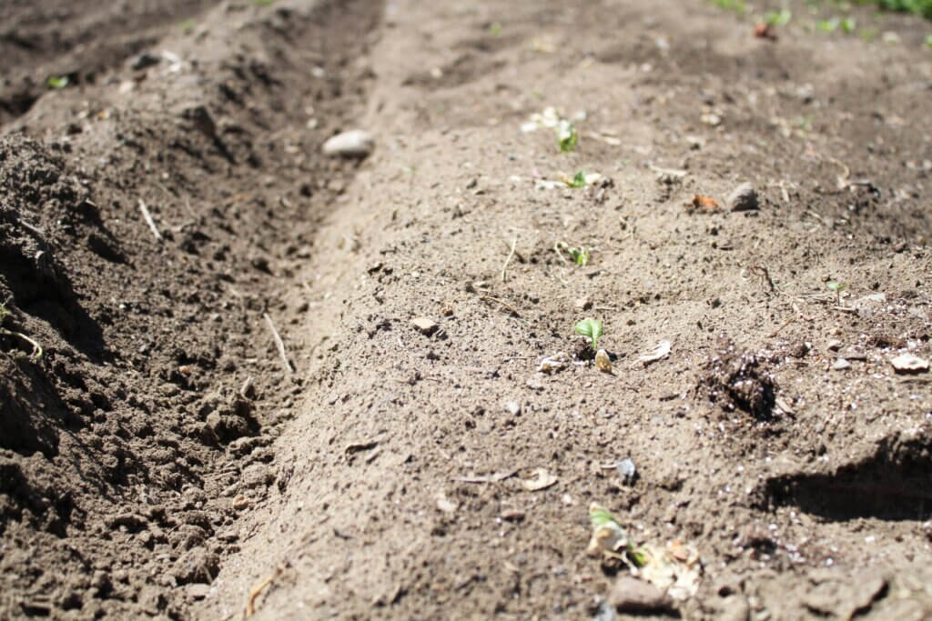 Only a few green leaves remained last week after heat mostly killed a row of spinach plants at Scimone Farm. Photo: Dakota Antelman/The Acton Bridge