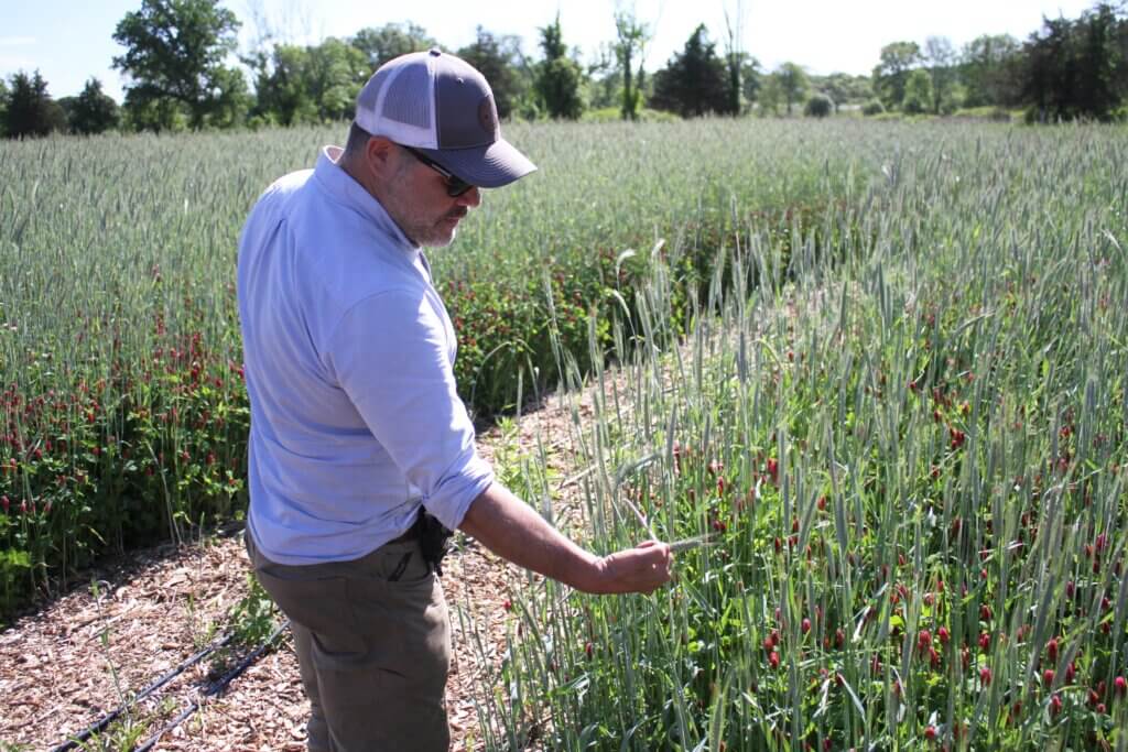 Gaining Ground Director of Agriculture Mark Congdon examines a field of cover crops meant to boost soil health. Photo: Dakota Antelman/The Acton Bridge