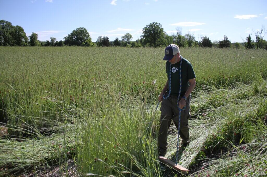 Gaining Ground volunteer John McNeil uses a “crimping” device on a row of cover crop. Photo: Dakota Antelman/The Acton Bridge