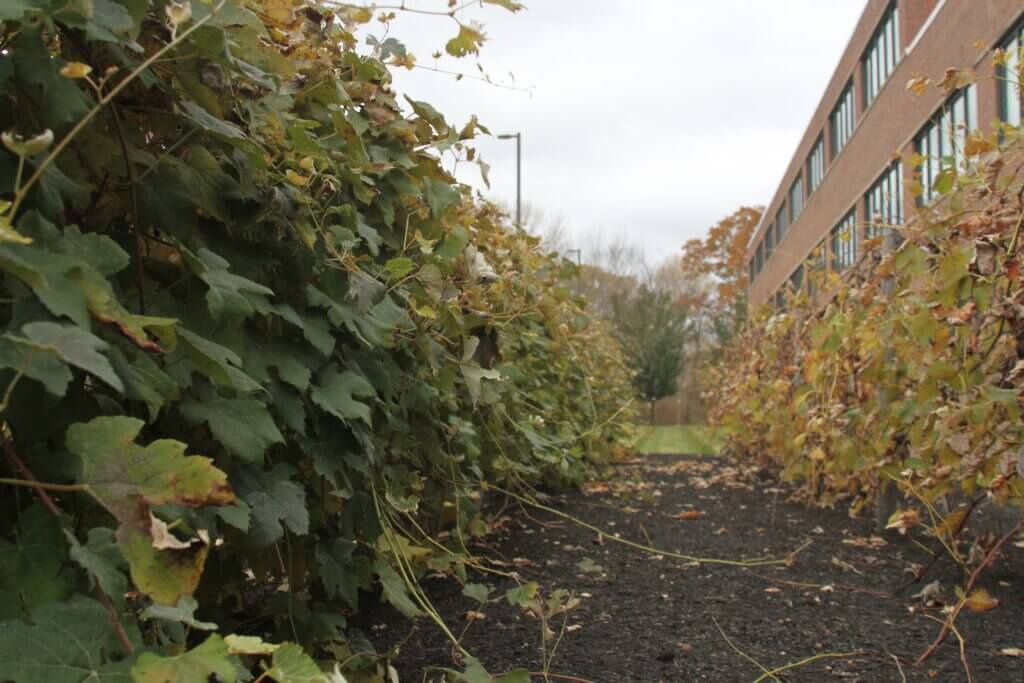 Demolition crews will soon tear into part of the old Welch’s headquarters on Baker Avenue, imperiling a tiny vineyard beside the building. Photo: Dakota Antelman/The Acton Bridge