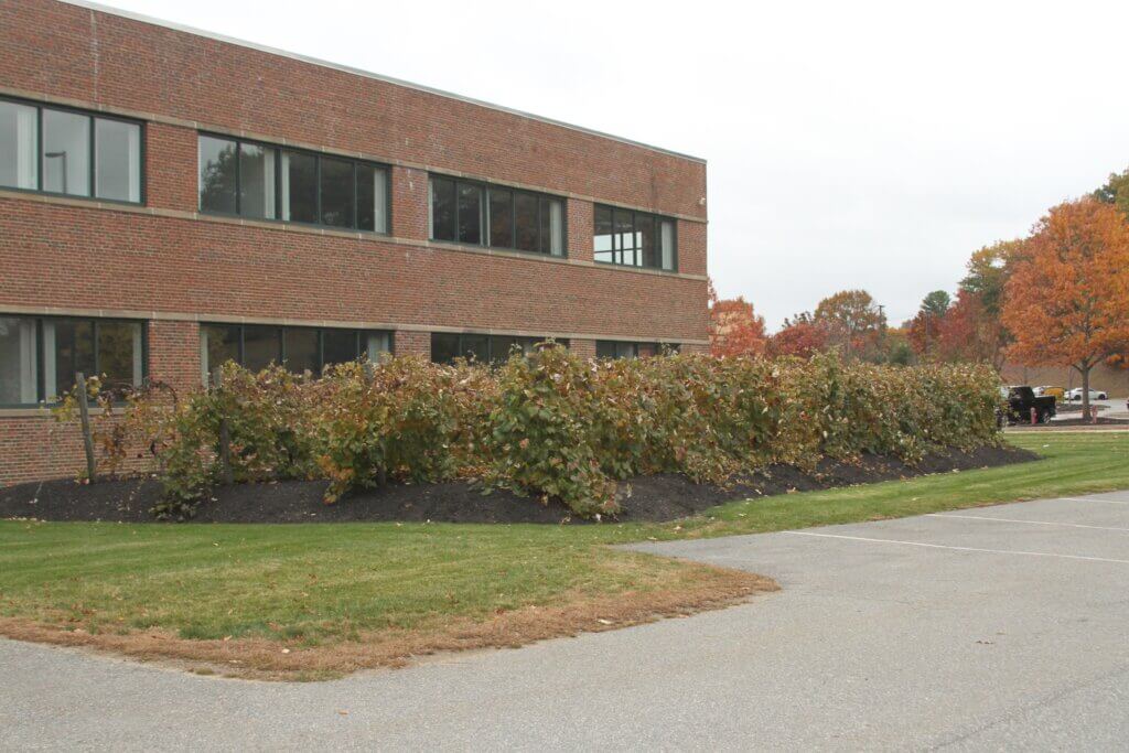 Town officials, building owners, and plant enthusiasts all want to save a set of Acton grape plans before scheduled demolition work on part of the old Welch’s headquarters in West Acton. Photo: Dakota Antelman/The Acton Bridge