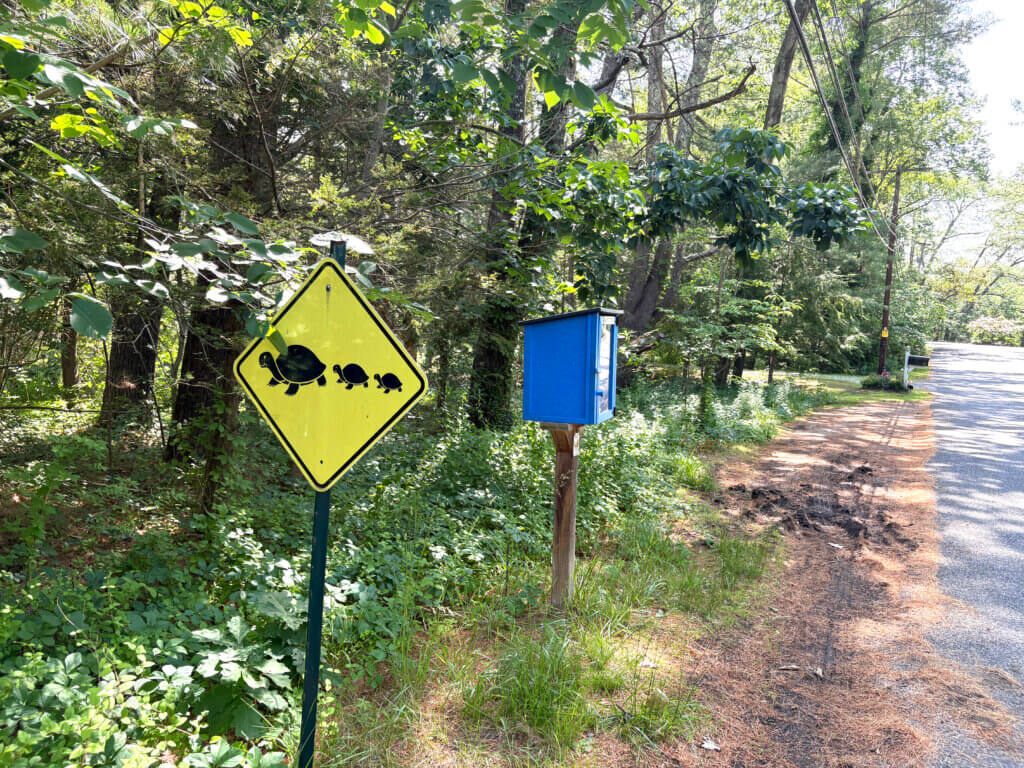 Watch for turtles as you browse for books on Annursnac Hill Road. Photo: Christine M. Quirk/The Acton Bridge