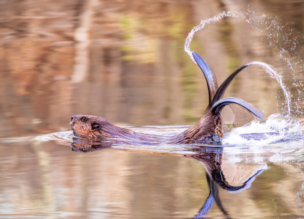 Jean Fain’s composite image of a beaver slapping its tail at Heywood Meadow will be on display as part of the Beaver Life exhibit at Wright Tavern. Photo by Jean Fain