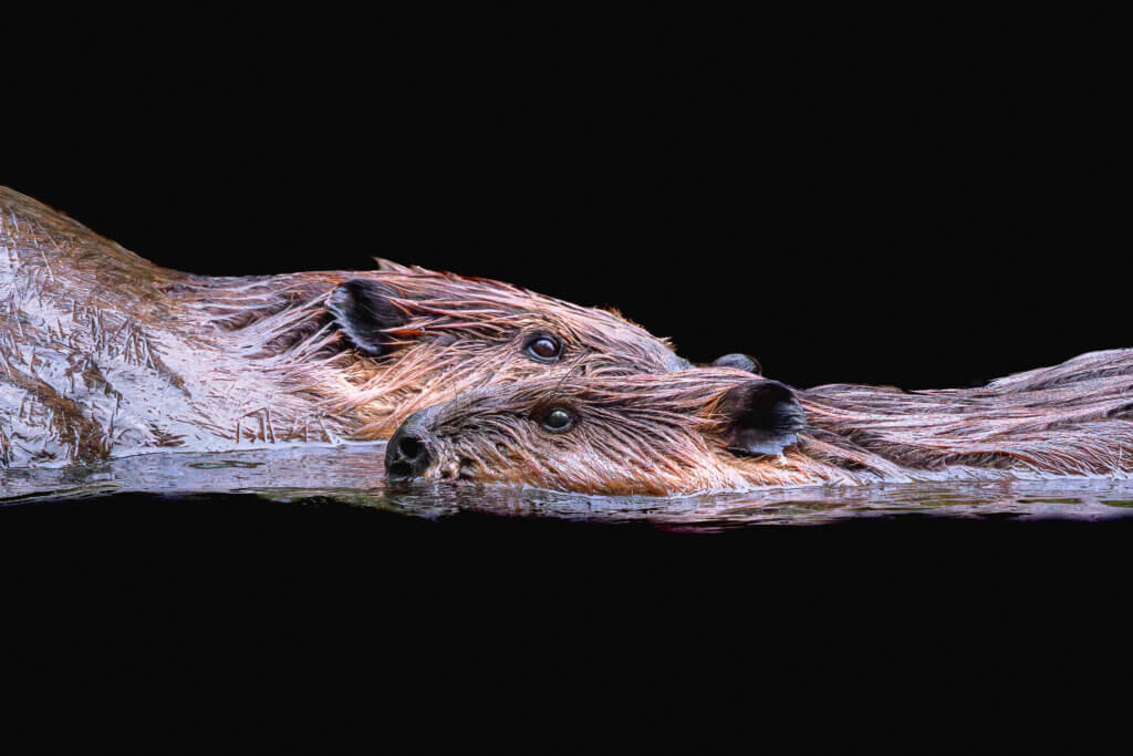 Two beavers swimming past one another at Mt. Misery in Lincoln. Photo by Jean Fain