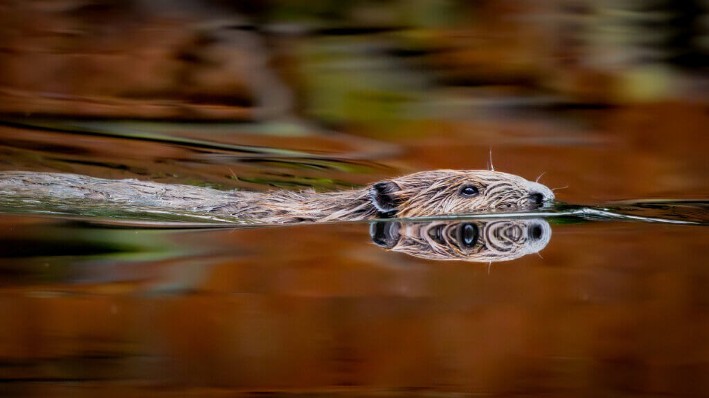 This photo of a beaver swimming will be on display at ‘Beaver Life,’ a month-long photo exhibit at Wright Tavern that starts during OARS’ Wild & Scenic Film Festival. Photo by Jean Fain