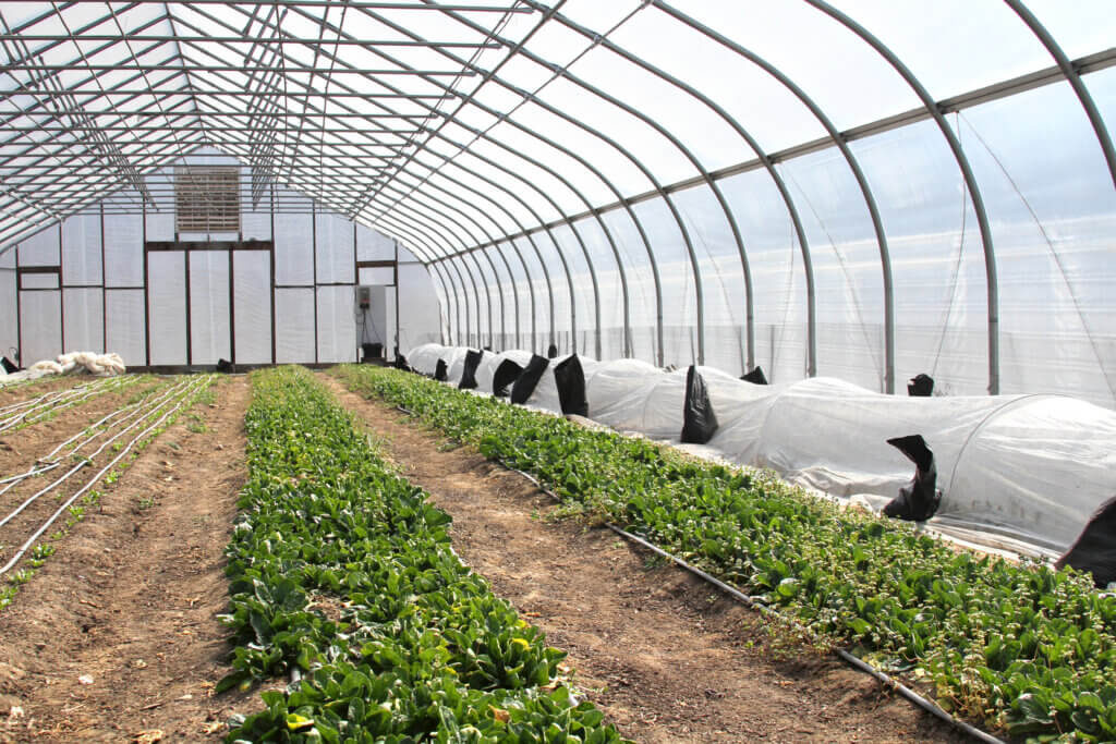 Spinach stands almost ready for harvest inside a greenhouse at Barrett’s Mill Farm. Photo: Dakota Antelman/The Acton Bridge
