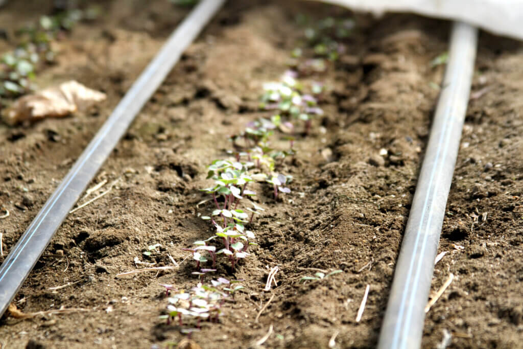 Crops sprout inside a greenhouse at Barrett’s Mill Farm. Photo: Dakota Antelman/The Acton Bridge