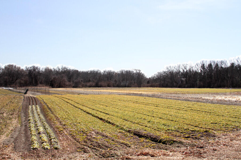 As the Trump administration slashes USDA funding, Barrett’s Mill Farm co-owner Lise Holdorf does not expect to receive more funding from a sustainability program that previously paid for the “cover crops” currently growing on the farm’s fields. Photo: Dakota Antelman/The Acton Bridge
