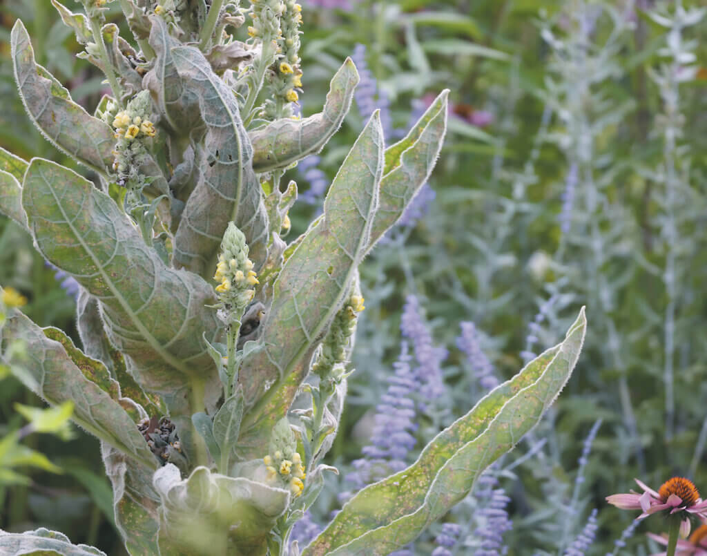 “Feltwort,” by Serena Crosina.