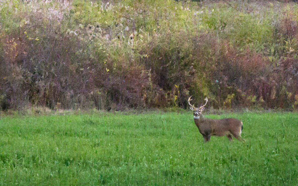 whitetail buck Photo: Jean Fain/The Acton Bridge