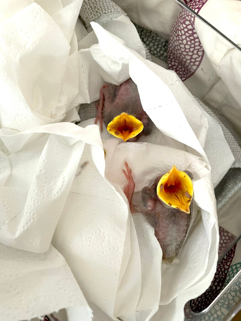 Two baby starlings fell from a tree in a yard on Damon Street. Courtesy photo