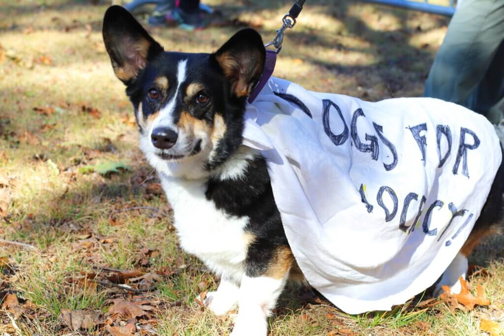 Elvis shows off his “dogs for democracy” cape. Photo: Trace Salzbrenner/The Acton Bridge