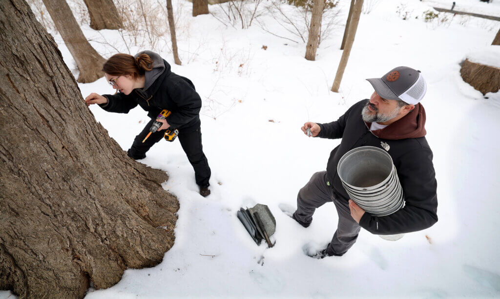 Mark Congdon, right, Director of Agriculture & Volunteer Experience at Gaining Ground farm in Acton, holds holds the  maple sugaring spile as assistang grower Rachael Walton drills a hole in a maple tree in Acton on Tuesday, February 17, 2026.  Ken McGagh/The Acton Bridge