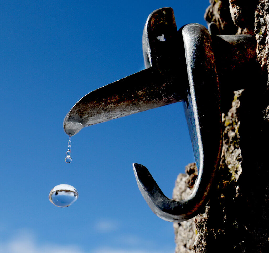 Sap drips from a spile in Acton on Thursday, February 19, 2026. Ken McGagh/The Acton Bridge