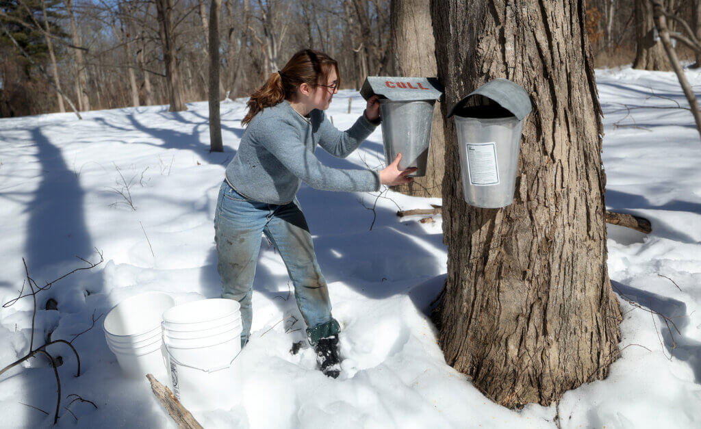 Rachael Walton, an assistant grower at Gaining Ground farm, empties buckets of sap in Acton on Thursday, February 19, 2026. About 40 gallons of sap from the tree needs to be collected to produce just one gallon of the good stuff. Ken McGagh/The Acton Bridge