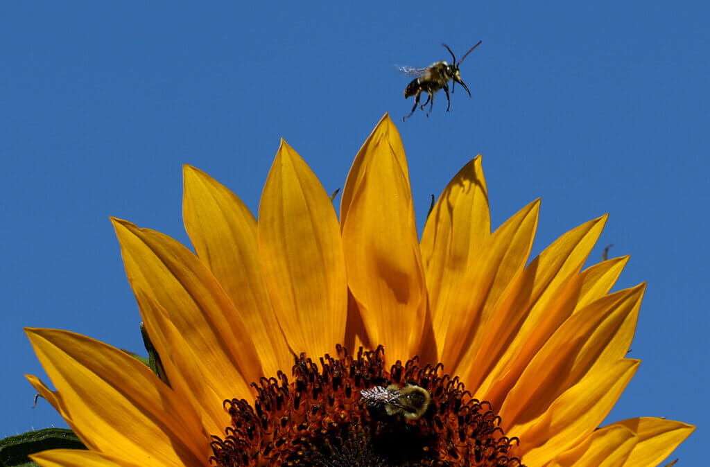 A bee buzzes above a sunflower in the pick-your-own sunflower field at Verrill Farm in Acton on Saturday, August 30, 2025. Both bees and pickers were buzzing about the field on the first official PYO day of the season in the farm’s larger sunflower field. Ken McGagh/The Acton Bridge
