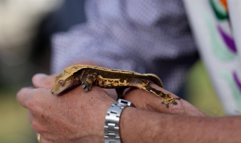 Volcano, a gekko belonging to Jason Sport of Acton and his son Miles, 9, is blessed by Rev. Tom Speers during a Blessing Of The Animals ceremony at Trinitarian Congregational Church in Acton Sunday, September 21, 2025. Ken McGagh/The Acton Bridge