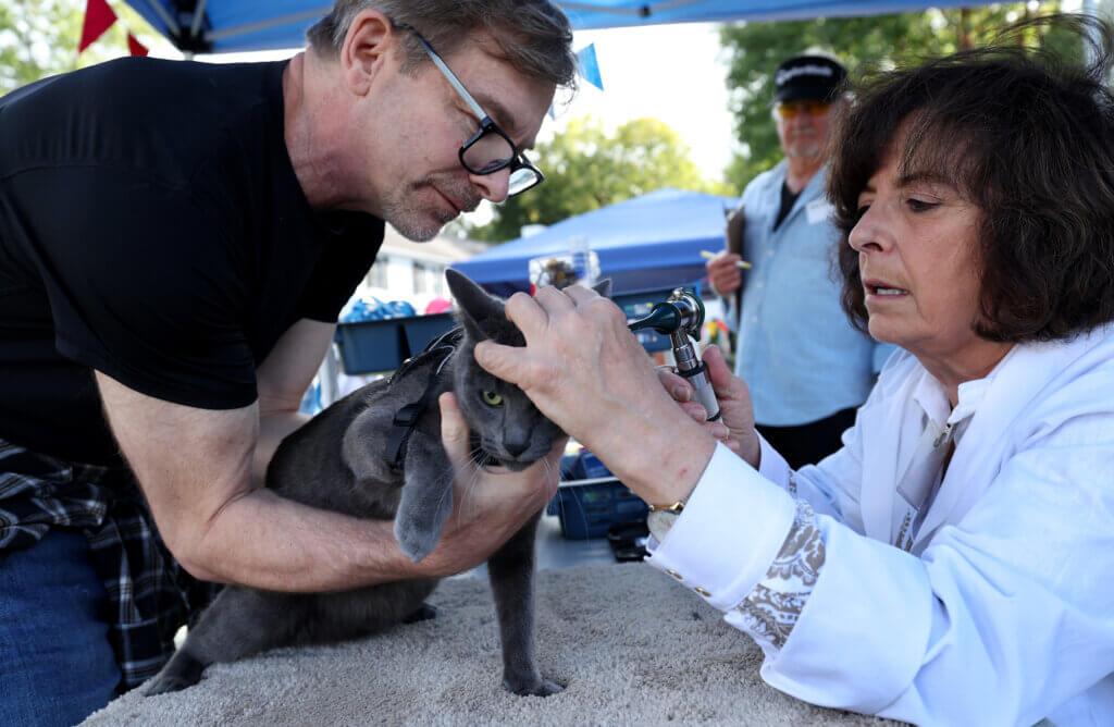Keno, a cat belonging to Giovanni Marzot of Acton has its ears examined by vetrinarian Anne Ghilaine Schless before a Blessing Of The Animals ceremony at Trinitarian Congregational Church in Acton Sunday, September 21, 2025. Ken McGagh/The Acton Bridge