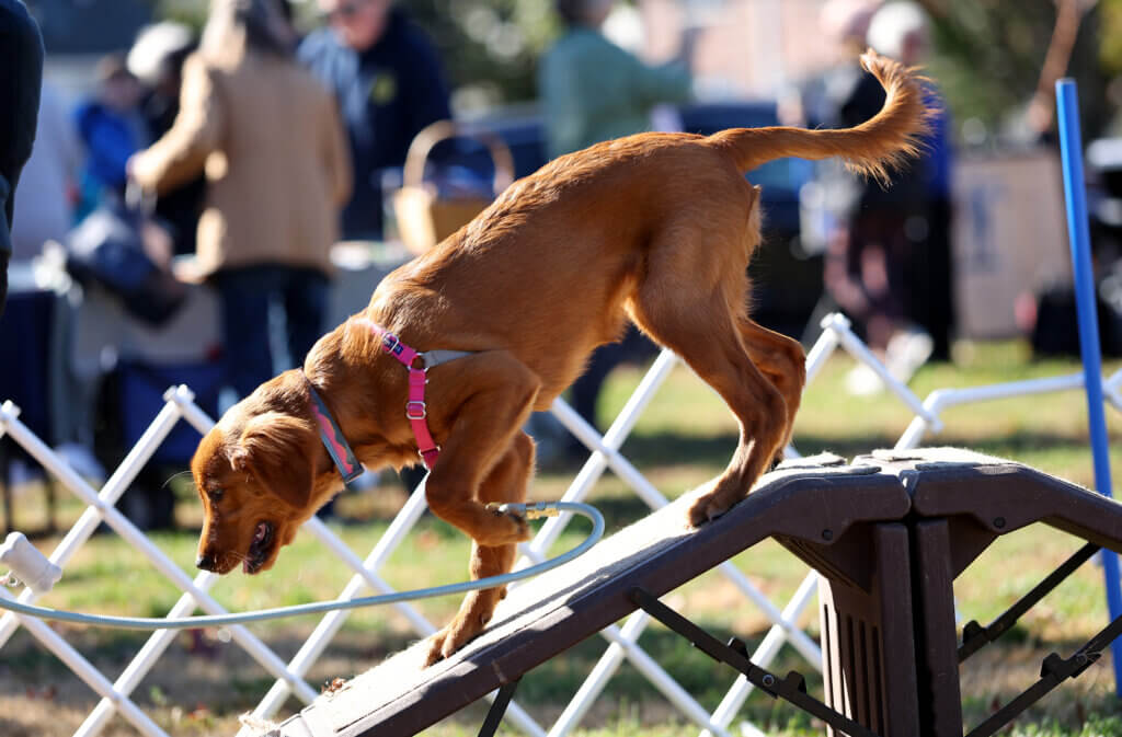 Golden retreiver “Lucy” makes her way through an obstacle course from Proper Paws Dog Training in Acton during Discover West Acton Day on Saturday, October 18, 2025. Ken McGagh/The Acton Bridge
