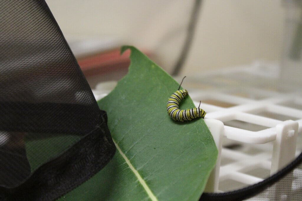 A monarch caterpillar munches on a leaf in its mesh enclosure. Photo: Dakota Antelman/The Acton Bridge