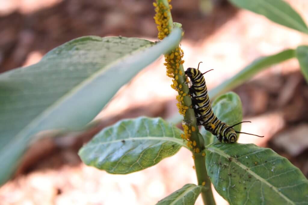 Milkweed proves a common host for caterpillars. Photo: Dakota Antelman/The Acton Bridge