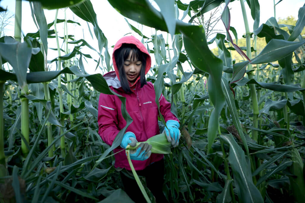 Lilith Nagaoka, 10, of Acton picks an ear of corn during an early morning corn picking opportunity for the community at Verrill Farm on Saturday, August 29, 2026. Lilith and her parents, Kaiko and Tim Nagaoka came prepared with gloves and boots Saturday. Ken McGagh/The Acton Bridge