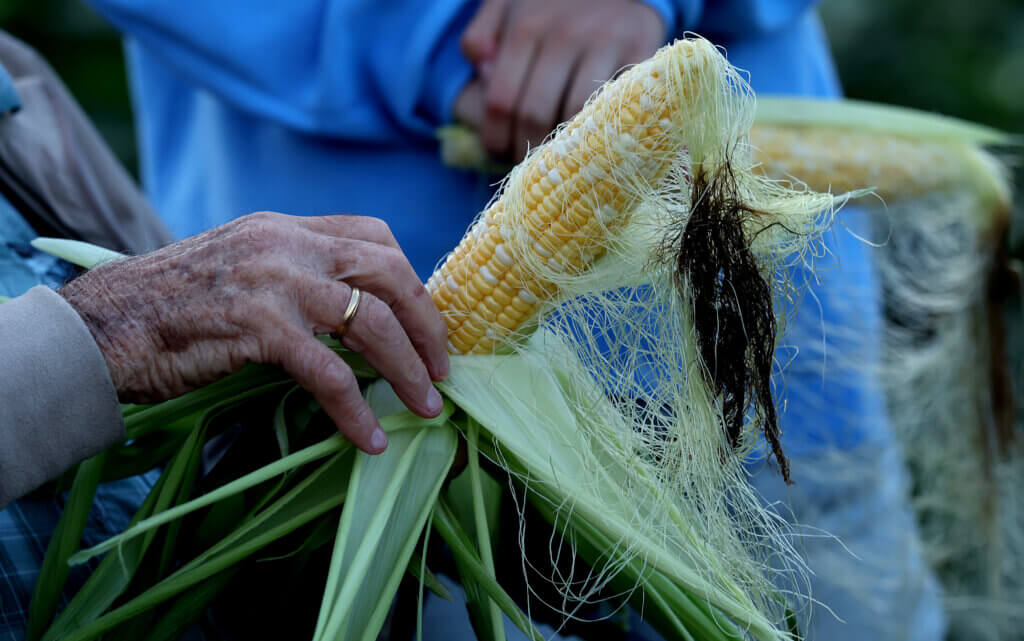 During a talk on corn growing and picking, Steve Verrill husks and ear during an early morning corn picking opportunity for the community at Verrill Farm on Saturday, August 29, 2026. Ken McGagh/The Acton Bridge