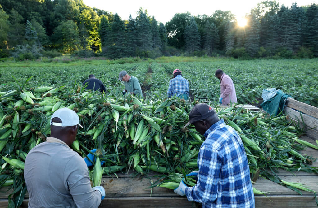 Verrill Farm workes load freshly-picked corn for an audience of about 20 during early morning corn picking opportunity for the community at Verrill Farm on Saturday, August 29, 2026. Ken McGagh/The Acton Bridge