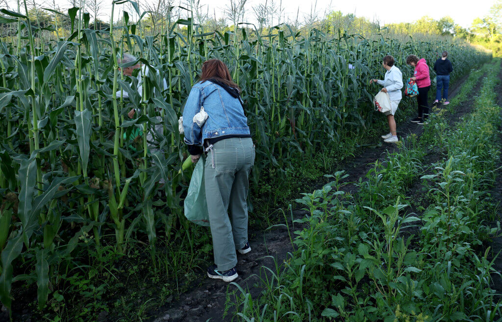 Visitors fan out in a Verrill Farm field to pick fresh corn themselves during an early morning corn picking opportunity for the community at Verrill Farm on Saturday, August 29, 2026. Ken McGagh/The Acton Bridge
