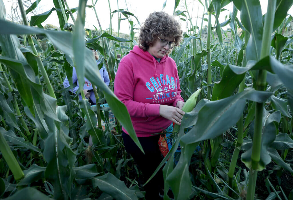 Meghan Garvey of Acton picks corn during an early morning corn picking opportunity for the community at Verrill Farm on Saturday, August 29, 2026. Ken McGagh/The Acton Bridge