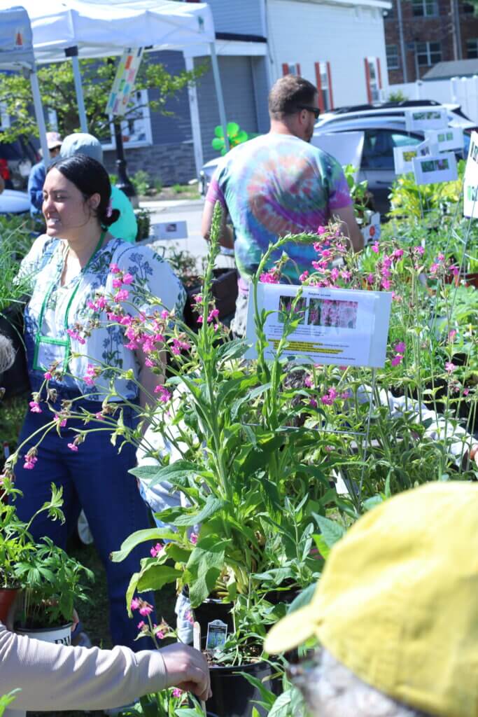 The West Acton Green Thumbs had tables of plants — perennials, natives, annuals, and more — for sale. Photo: Trace Salzbrenner/The Acton Bridge