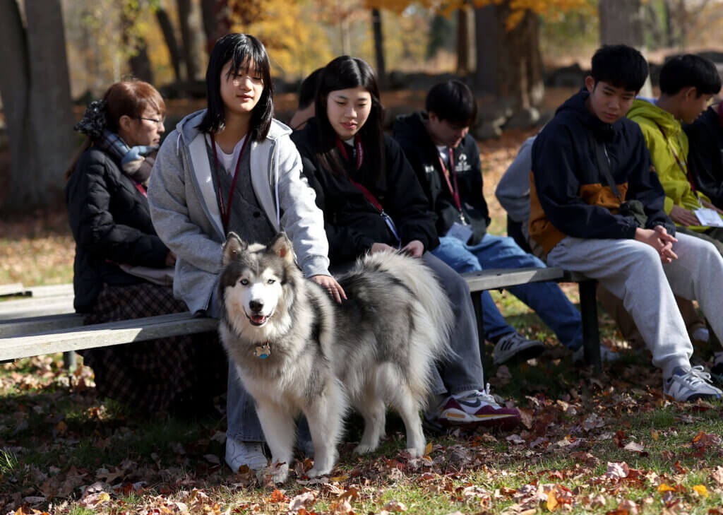 Ryoka Koishi, a student visitor from Nanae, Japan, pets Yaz, a dog belonging to Court Booth of the Acton Nanae Network, during a visit to North Bridge on Tuesday, October 28, 2025. Ken McGagh/The Acton Bridge