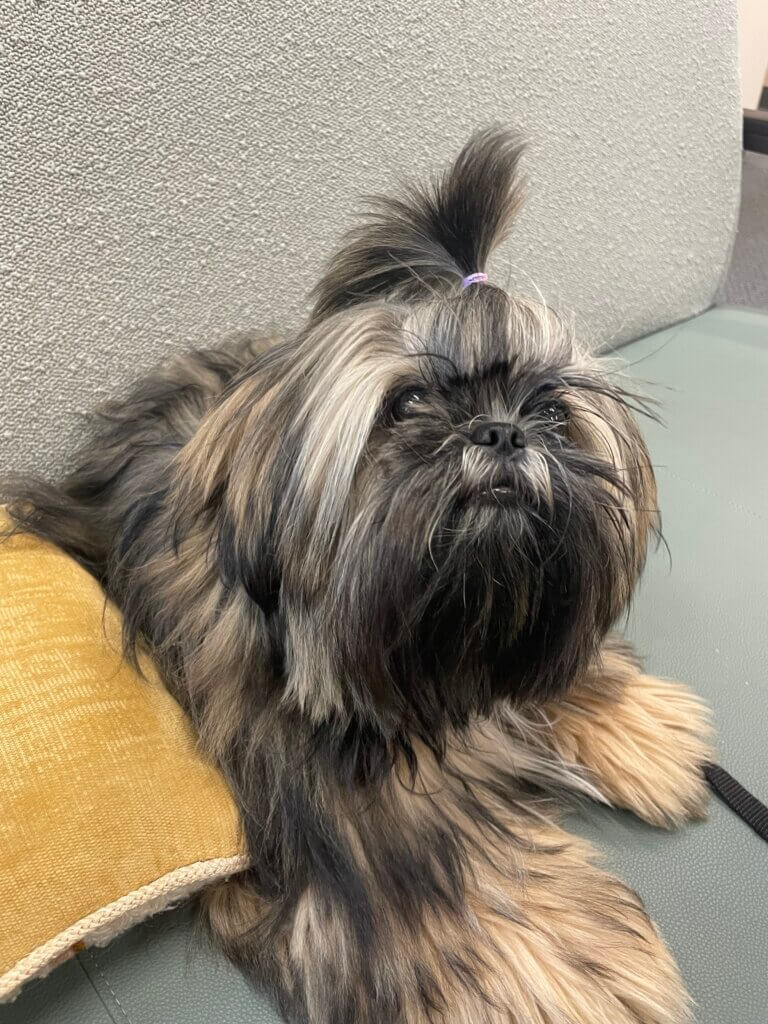 The well-coiffed Momo has become a COA fan favorite. Photo by Aadya Pathak