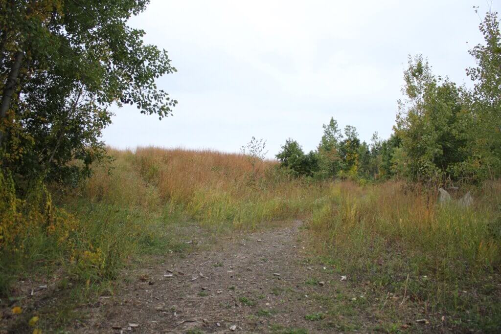 Massport has proposed placing solar panels on a partially cleared tract in Acton as part of a larger green energy push. Photo: Dakota Antelman/The Acton Bridge