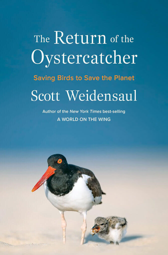 The Return of the Oystercatcher