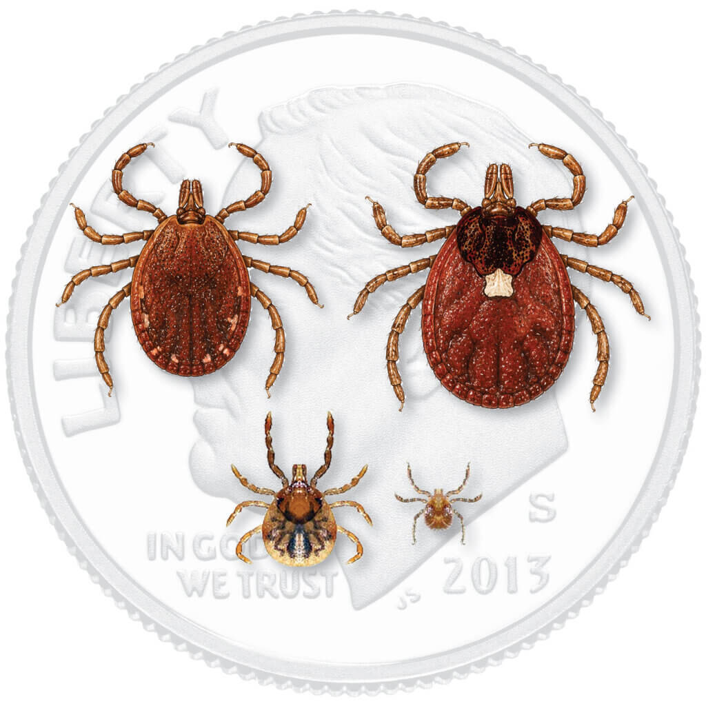 Counter-clockwise from top right: Lone star tick adult female, adult male, nymph, and larva; sizes as compared to a U.S. dime. Illustration: Kim Carpenter/The Acton Bridge